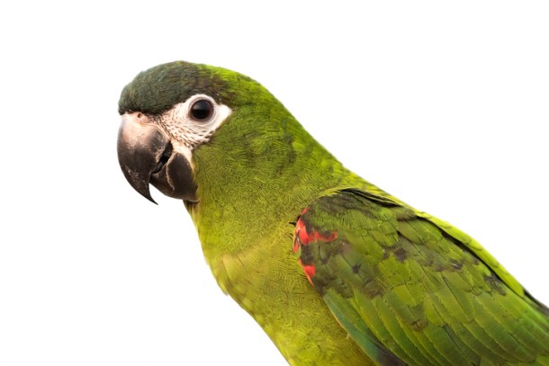 Hạt trộn dành cho Vẹt Macaw Prestige Ara Parrot Mix - 2KG – CÔNG TY TNHH  QUỐC TẾ GIA ANH