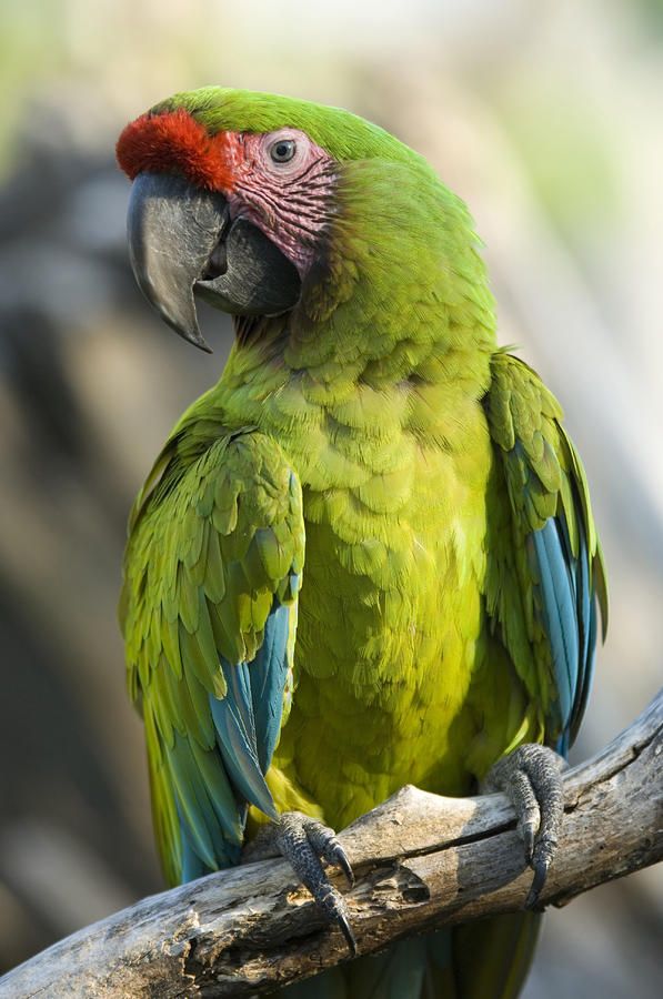 Vẹt Scarlet Macaw | Vẹt Cảnh