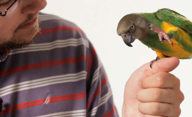 Hướng dẫn cách nuôi chim vẹt, huấn luyện vẹt cho người mới nuôi