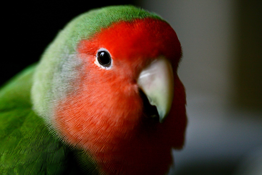 Độc đáo “bộ sưu tập” chim vẹt trị giá hơn nửa tỷ đồng - YouTube