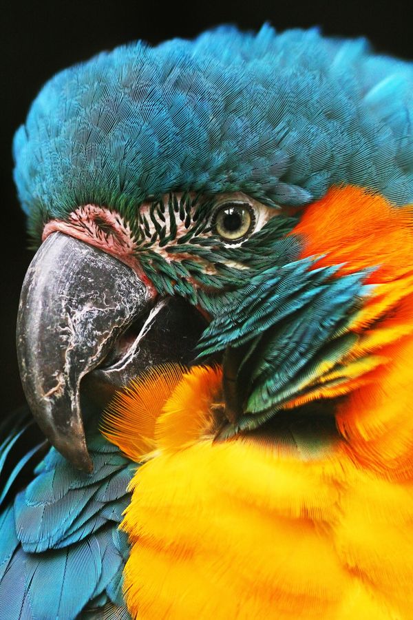 Vẹt Blue And Gold Macaw | Vẹt Cảnh