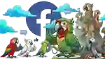 Facebook Vương Quốc Vẹt