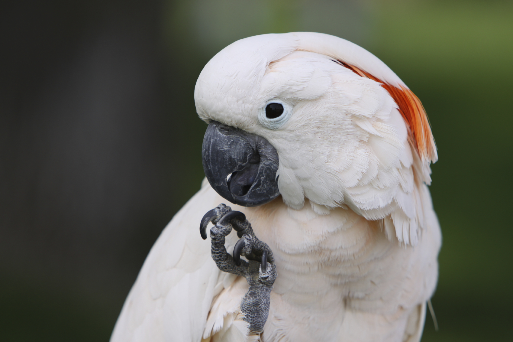 Vẹt Cockatoo ăn gì?