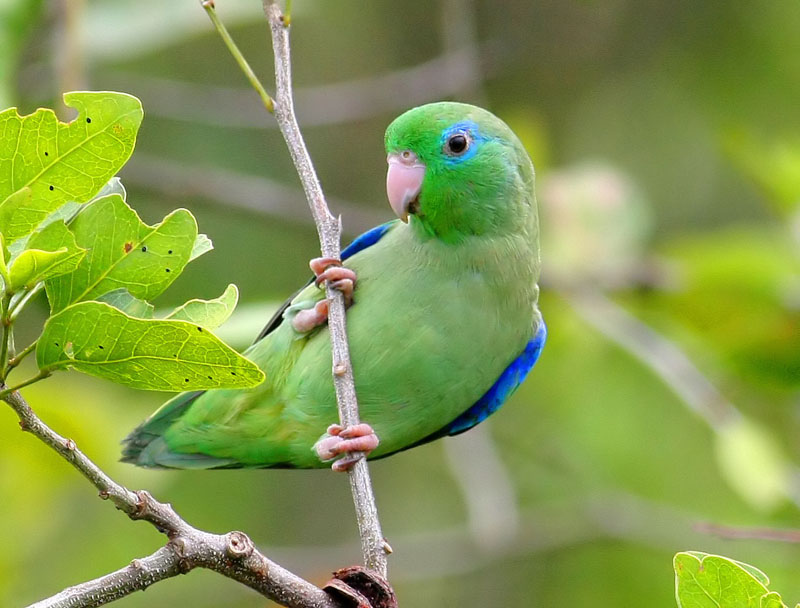 Vẹt Parrotlet là chim gì, ăn gì, giá bao nhiêu ?