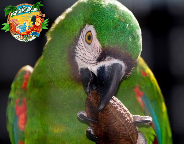 Vẹt Chestnut-fronted Macaw