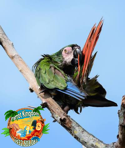 Vẹt Chestnut-fronted Macaw