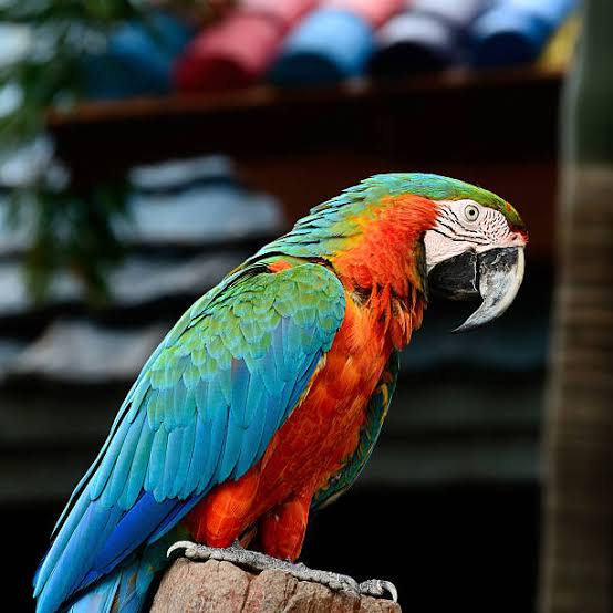 Vẹt Harlequin Macaw