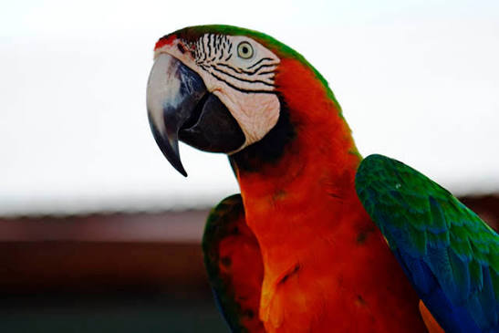 Vẹt Harlequin Macaw