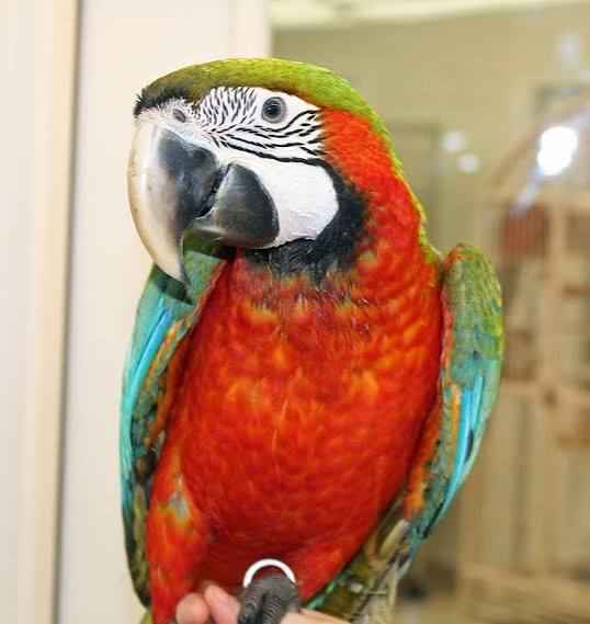 Vẹt Harlequin Macaw