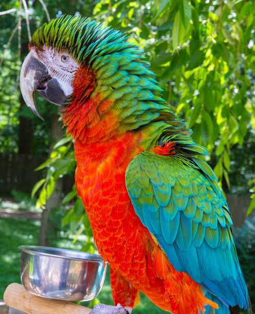Vẹt Harlequin Macaw