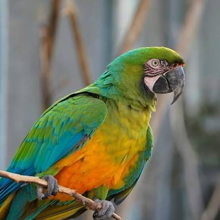 Vẹt Miligold Macaw