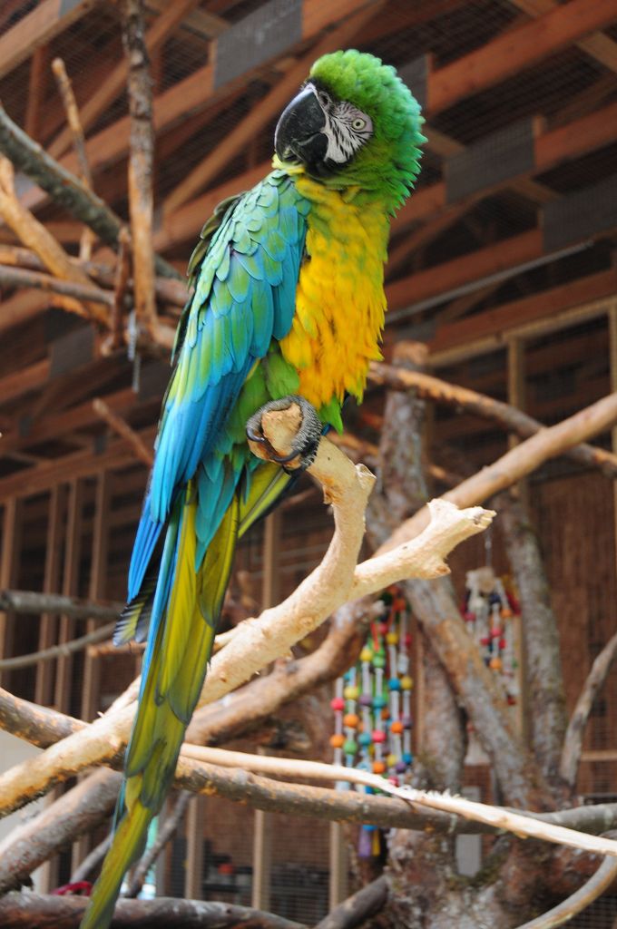 Vẹt Miligold Macaw
