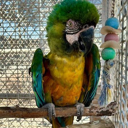 Vẹt Miligold Macaw