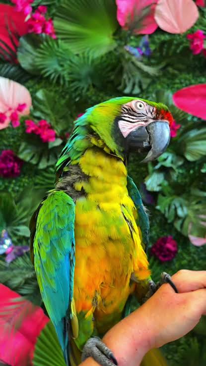 Vẹt Miligold Macaw