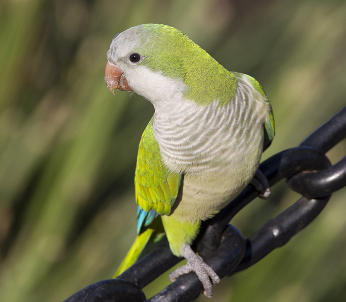 Vẹt Monk Parakeet