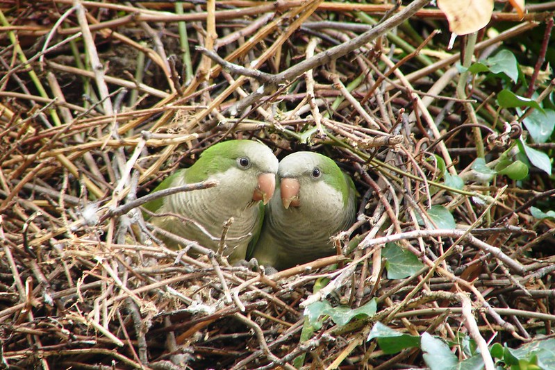 Monk parakeet