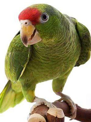 Red Faced Amazon