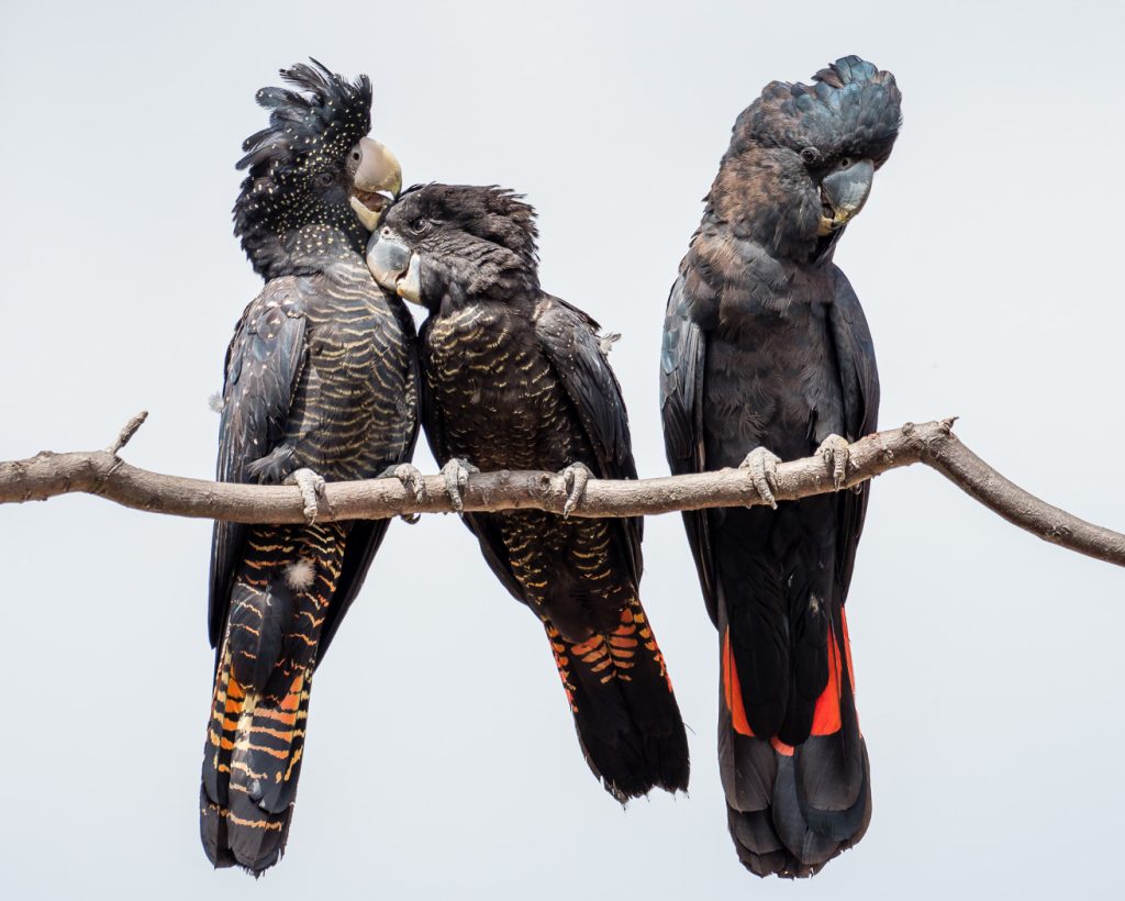 Vẹt Red-tailed Black Cockatoo