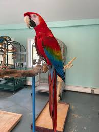 Vẹt Ruby Macaw