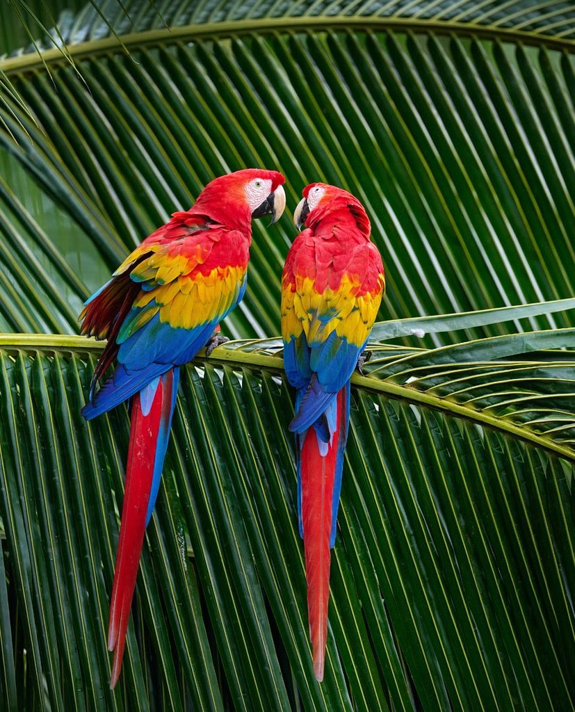 Vẹt Scarlet Macaw