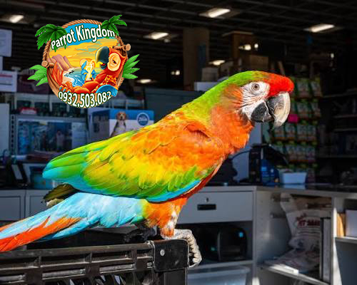 Vẹt Shamrock Macaw