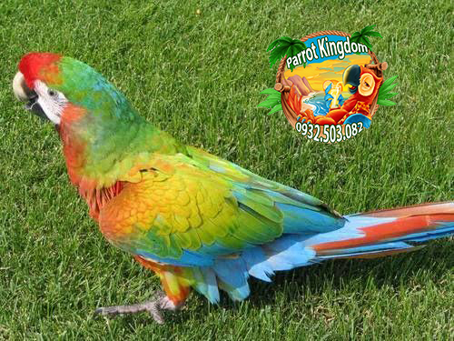Vẹt Shamrock Macaw