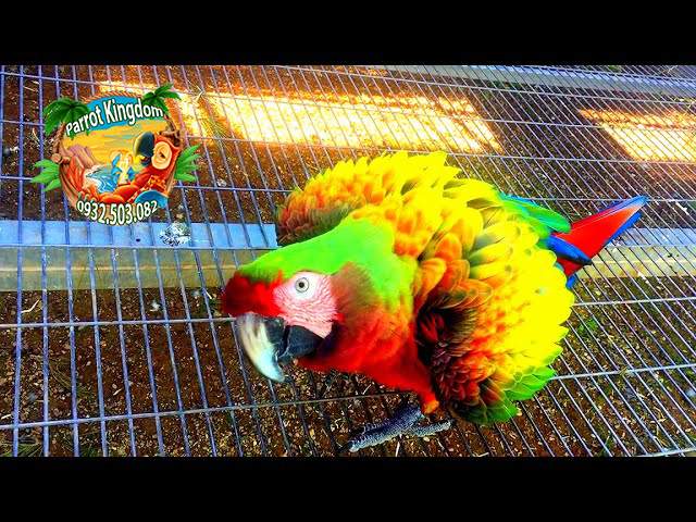 Vẹt Shamrock Macaw