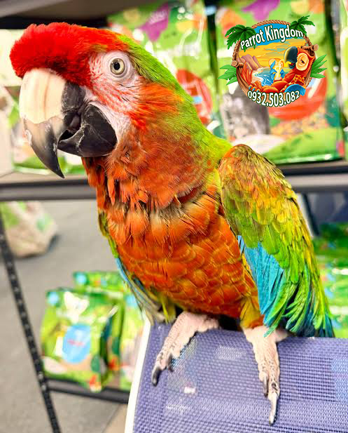 Vẹt Shamrock Macaw