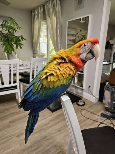 Tropicana Macaw
