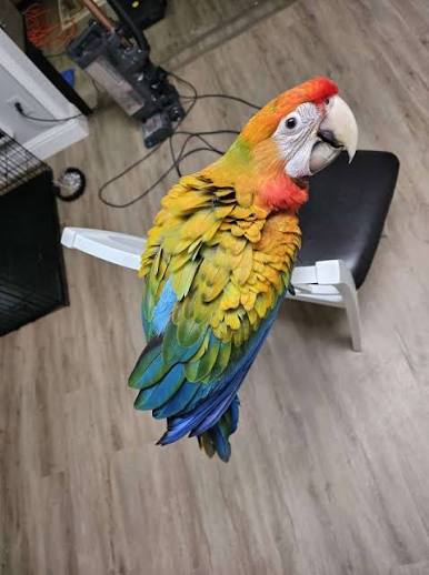 Tropicana Macaw