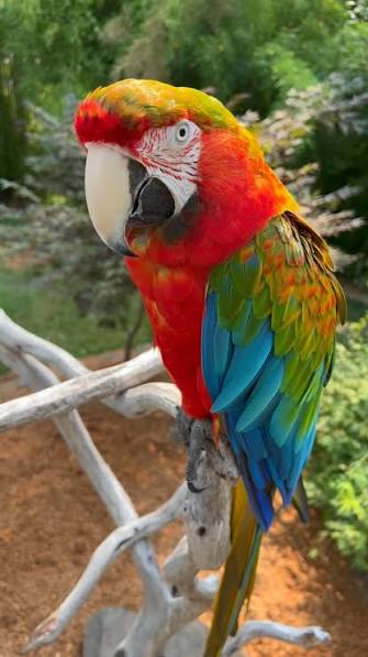 Tropicana Macaw