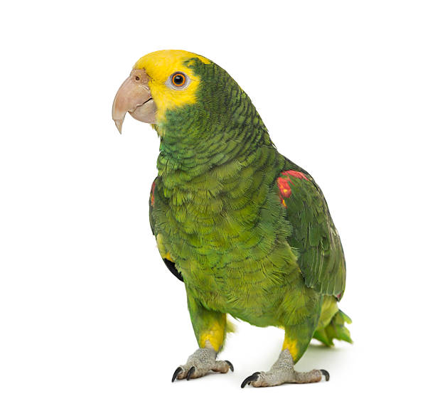 Yellow-headed Amazon