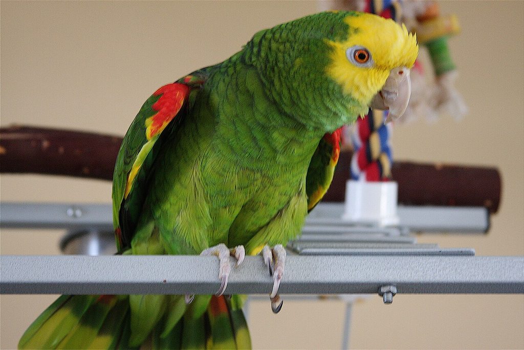 Yellow-headed Amazon