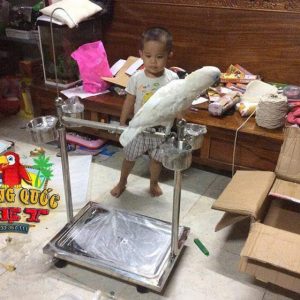 Cầu Đứng Inox Cho Vẹt Lớn - Ảnh 8