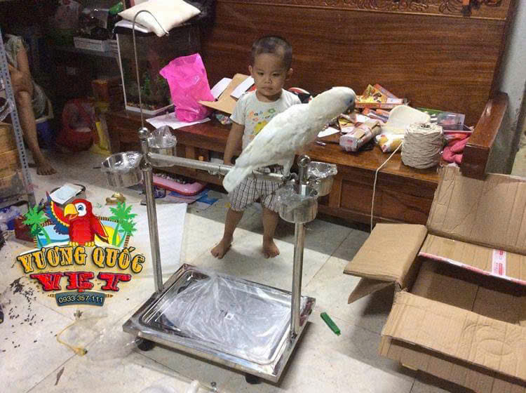 Cầu Đứng Inox Cho Vẹt Lớn - Ảnh 8