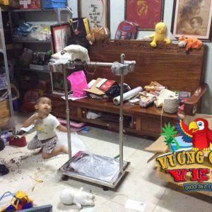 Cầu Đứng Inox Cho Vẹt Lớn - Ảnh 4