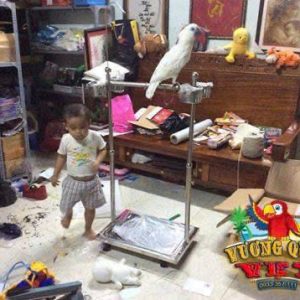 Cầu Đứng Inox Cho Vẹt Lớn - Ảnh 3