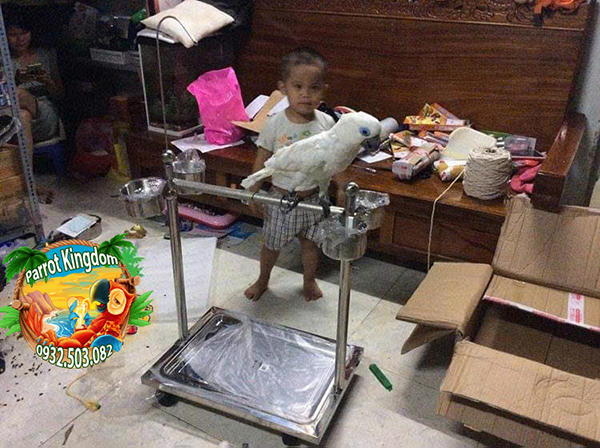 cầu đứng inox cho vẹt lớn