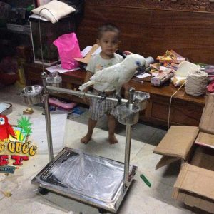 Cầu Đứng Inox Cho Vẹt Lớn