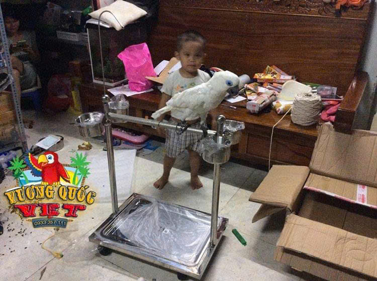 Cầu Đứng Inox Cho Vẹt Lớn