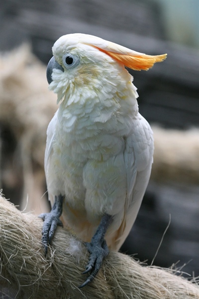 giá vẹt Citron Cockatoo