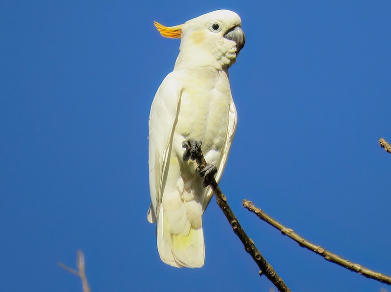 nuôi vẹt Cockatoo