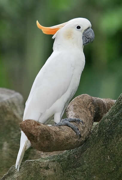 vẹt mào Indonesia