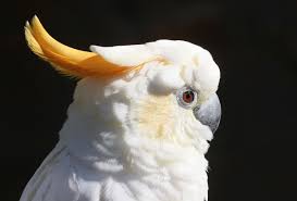 Vẹt Citron Cockatoo