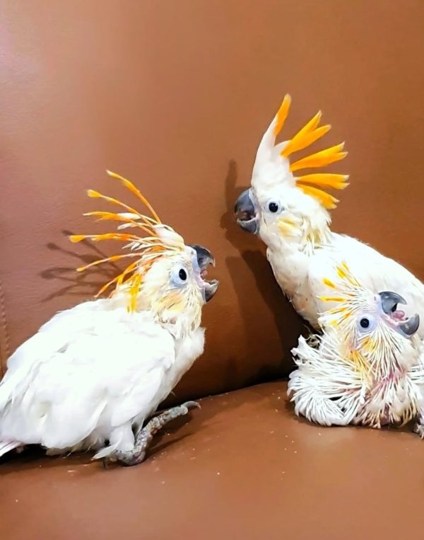 Vẹt Citron Cockatoo baby