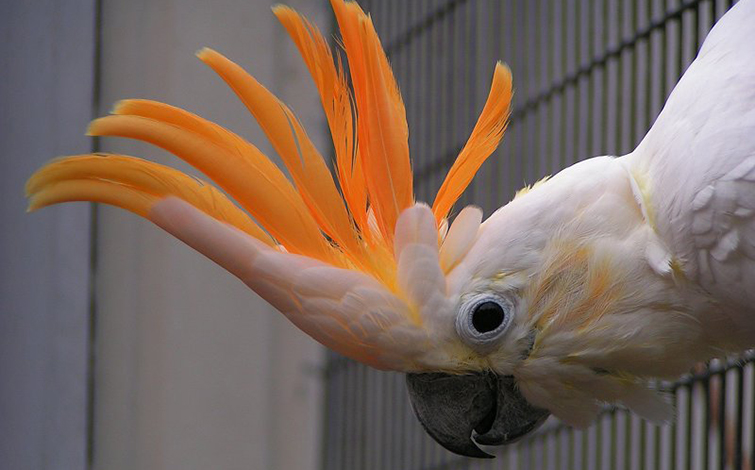 Vẹt Citron Cockatoo
