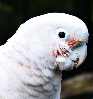 vẹt Goffin's Cockatoo