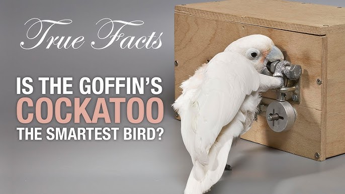 Vẹt Goffin's Cockatoo thông minh