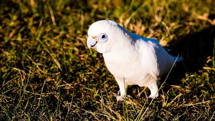 vẹt Goffin's Cockatoo thanh lý