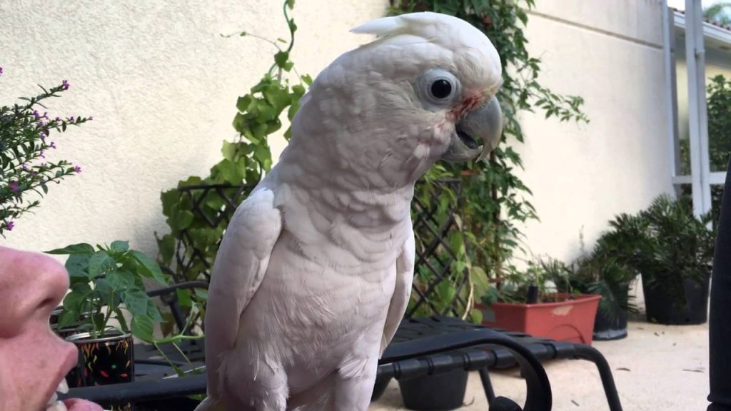 Vẹt Goffin's Cockatoo học nói